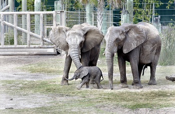 Tampa's Lowry Park Zoo